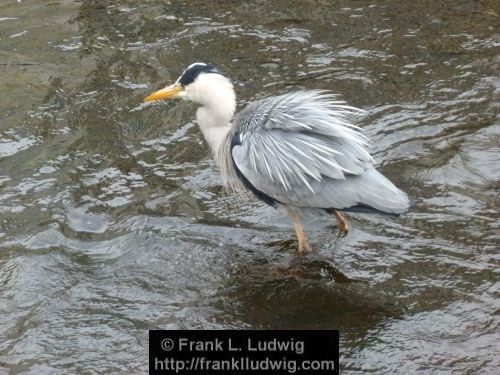 Heron, Fishing in the Garavogue